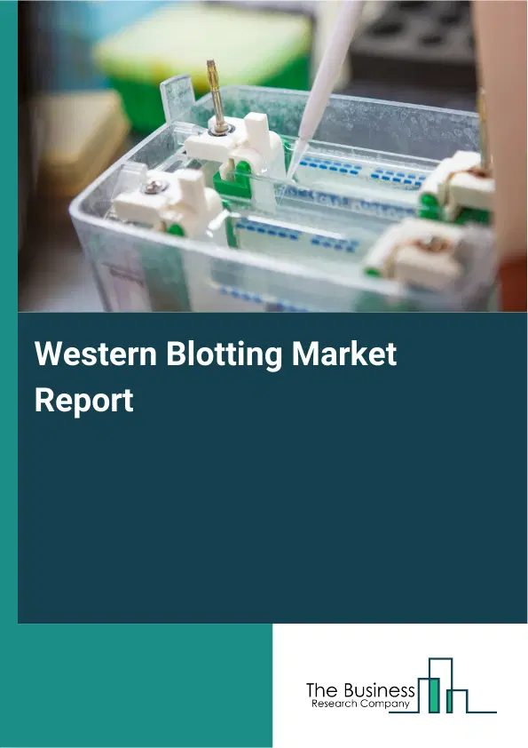 Global Western Blotting Market Report 2026
