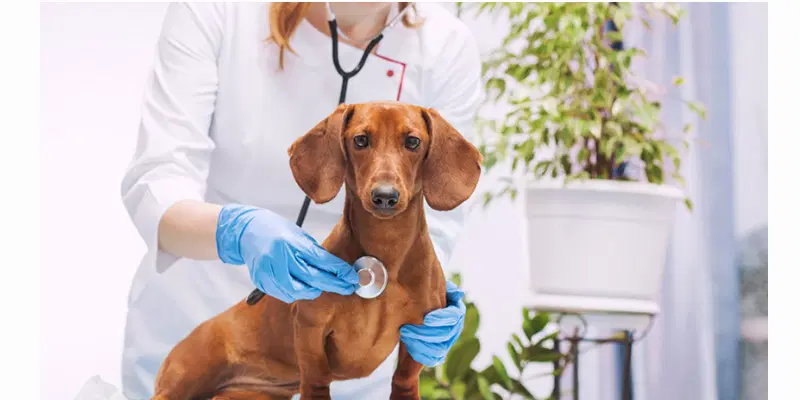 Pet Health and Veterinary Care Image